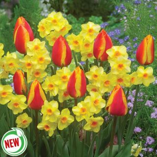 Spanish Flair Spring Blend Thumbnail